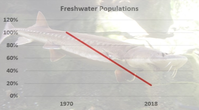 Biodiversity loss graph for freshwater species