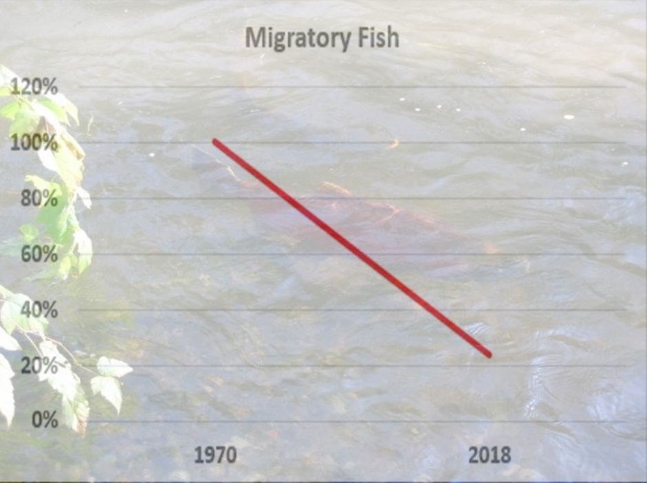 Biodiversity loss graph for migratory fish