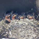 Barn swallow, Hirundo rustica