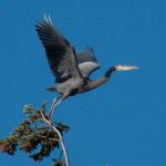Great blue heron, Ardea herodias
